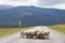 Sheep flock on the road. Altai, Russia