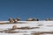 Sheep flock on snowy hillside against a blue sky