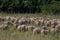 Sheep and a flock of starlings