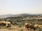 Sheep flocks on Lebanese South Borders