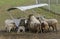 Sheep at a fodder rack