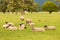 Sheep fram animal on green glass, New Zealand