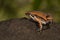 A sheep frog on the ground