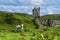 Sheep in front of a Castle in the scottish coast