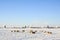 Sheep in front of communication dishes