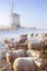 Sheep in front of Dutch windmill on a winter\'s morning