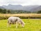 Sheep in front of Langdale Pikes in Lake District