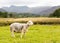 Sheep in front of Langdale Pikes in Lake District