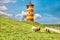 Sheep in front of the Pilsum lighthouse