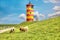 Sheep in front of the Pilsum lighthouse