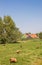 Sheep in front of a typical dutch wooden house