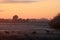 Sheep in frosty field, sunset, silhouettes trees