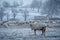 Sheep on a frosty winter morning looking into the camera.