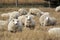 Sheep with full fleece of wool just before summer shearing