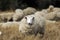 Sheep with full fleece of wool just before summer shearing