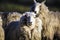 Sheep with full fleece of wool just before summer shearing