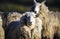 Sheep with full fleece of wool ready for summer shearing