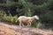 Sheep full of sticky buds running down the hill