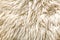 Sheep fur texture