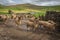 Sheep gather in a line at Stocdale