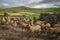 Sheep gather in a line at Stocdale