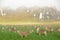 Sheep gather in a paddock at Castle Hill