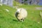 Sheep And Glassland, New Zealand