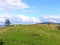 Sheep And Glassland, Papamoa Hills Cultural Heritage Regional Park, New Zealand