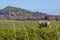 Sheep and Glastonbury Tor in Somerset, UK