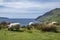 Sheep and goat at the bay called Camas nan Geall, Ardnamurchan