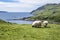 Sheep and goat at the bay called Camas nan Geall, Ardnamurchan