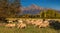 Sheep and goat herd pastures fresh grass on mountain meadow