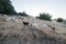 Sheep and Goats Eating Grass on a Mountain Hill During Sunset in Agoura Hills, California