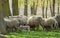 Sheep Goats Graze Grass Spring