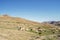 Sheep and goats grazing on the slopes of Atlas Mountains in Morocco, Africa