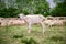 Sheep and goats on the lawn.