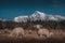 Sheep and goats on a meadow under the mountains, agrotourism, spring landscape and Easter