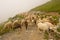 Sheep and goats in pastures