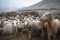 The sheep and goats in Upper Shimshal 5600m live even in summer in winter conditions full of snow