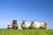 Sheep on grass with blue sky