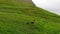 Sheep in grass grazing field with beautiful landscape. Cloudy sky and strong wind. Faroe Islands.