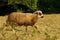 Sheep on the grass meadow in mountains, farmland New Zealand, Scotland, Australia, Norway, agriculture farm. Domestic animal in
