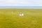 Sheep, Grass and The Sea