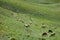 Sheep in grassland