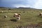 Sheep on the grassland