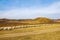 Sheep on the grassland in the fall