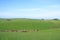 Sheep And Grassland, New Zealand