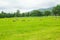 Sheep on grasslands.