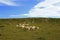 The sheep of the grasslands