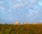 Sheep in grassy dune, idyllic sunrise scene